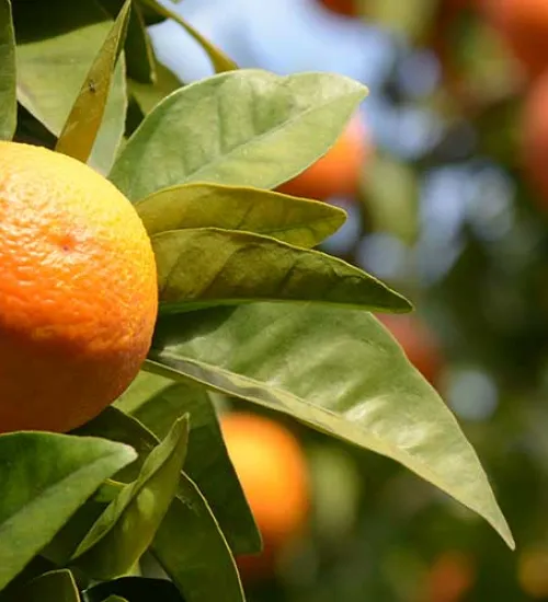 Orange grove