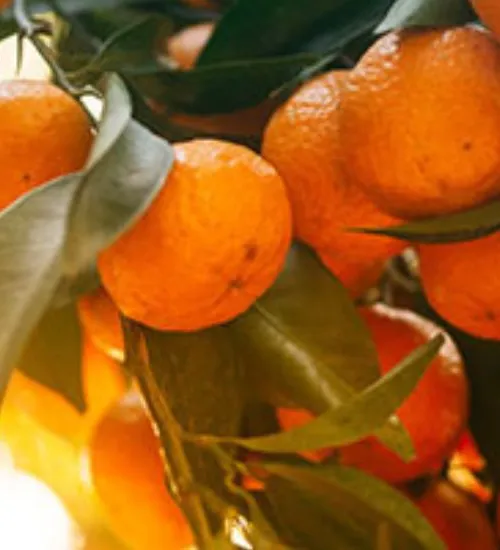 csr oranges