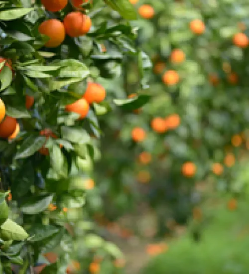 Cointreau oranges