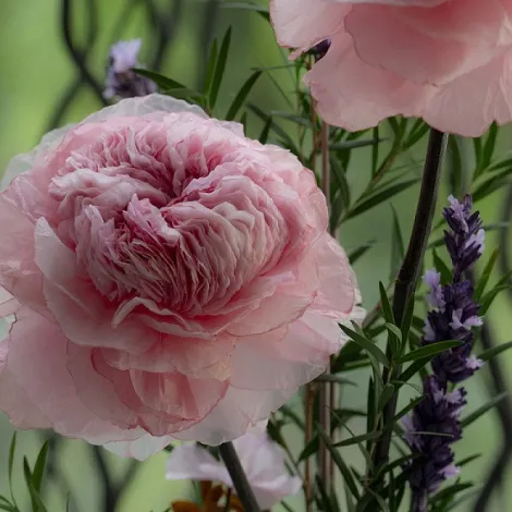 Arôme floral