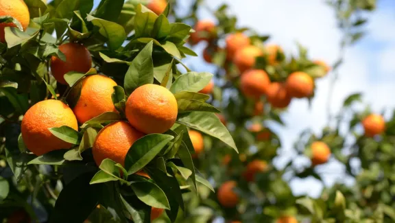 orange