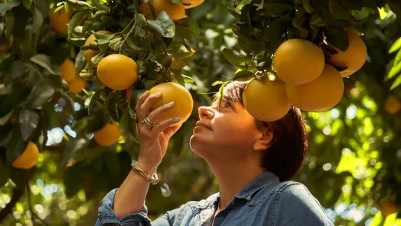 Citrus Series