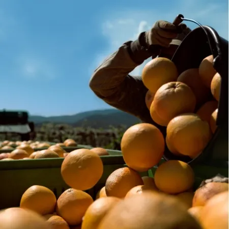 UNRAVELING THE CITRUS CONUNDRUM