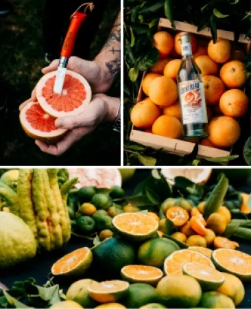 Citrus Series