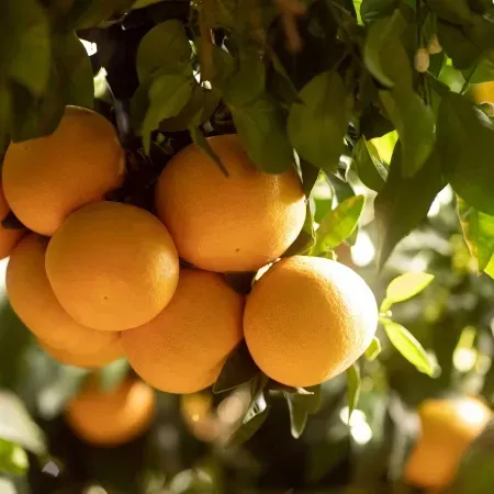 naranjas
