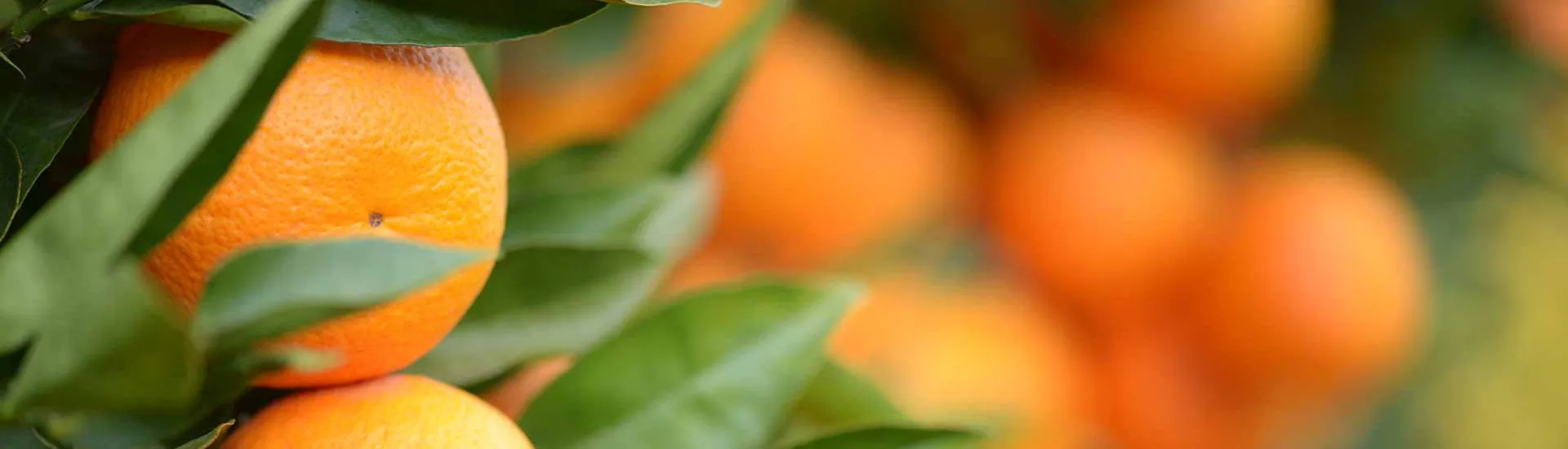Cointreau Gratitude cover