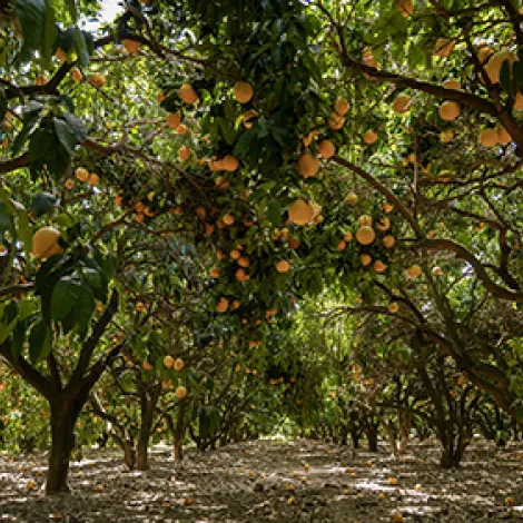 FROM ORCHARD TO BOTTLE 