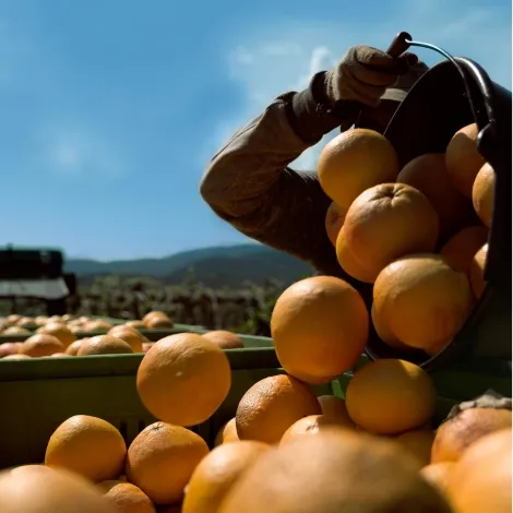 UNRAVELING THE CITRUS CONUNDRUM