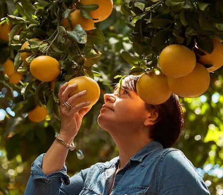 AN EXPLORATION OF THE WORLD OF CITRUS 