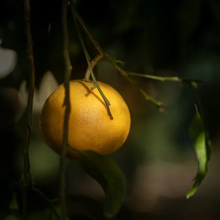 AN EXCEPTIONAL POMELO