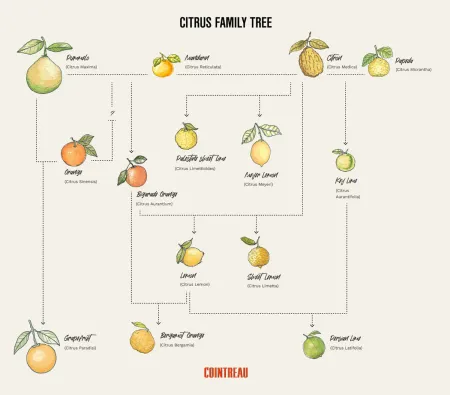 WHAT ARE CITRUS