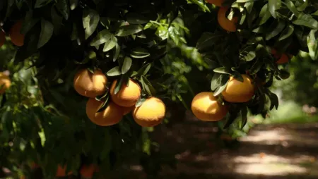 What are Citrus?